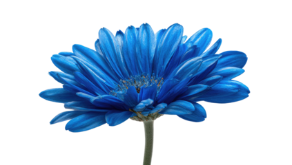 Close-up of a vibrant blue daisy with detailed petals, isolated against a black background