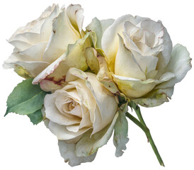 Close-up of three white roses, some browning, with green leaves, against a black background