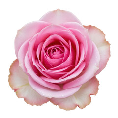 Pink rose flower isolated on transparent background