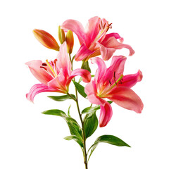 Fototapeta premium Close-up of vibrant pink lilies with green stems and leaves, set against a stark black backdrop