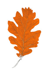 A vibrant orange oak leaf, intricately detailed with veins, isolated against a solid black background