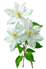 Digitally painted rendering of three white clematis flowers with green leaves on black background