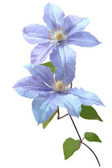 Digitally painted clematis flowers with purple petals, green leaves, on a black background
