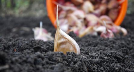 Garlic clove sprouting from the soil with more cloves in the background