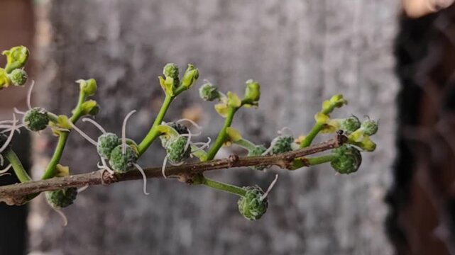 Broussonetia Kurzii flower