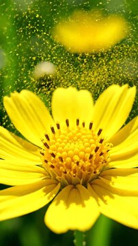A Stunning Time-Lapse Capturing Yellow Flowers Blooming And Releasing Pollen in Nature