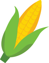 Ripe yellow corncob with leaves vector