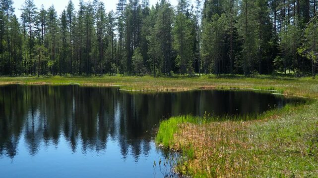 Karelian landscape. Lamba or lambushka is small forest lake, surrounded by swamps, marshy shores, typical of Karelia, Finland. Lambi means small endorheic forest lake fed by springs and groundwater.