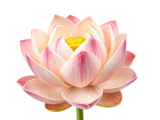 A beautiful blooming pink water lily and lotus flower with delicate petals isolated on white, showcasing a natural floral blossom perfect for a summer garden nature macro