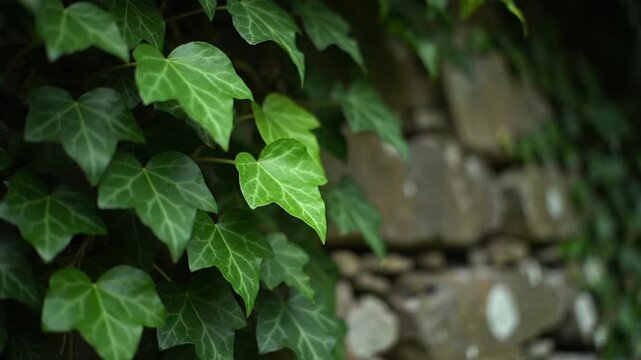 ivy on the wall