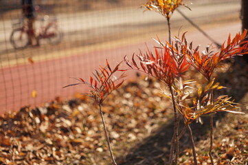 足元の葉とグラウンド