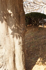 幹に映る葉の影