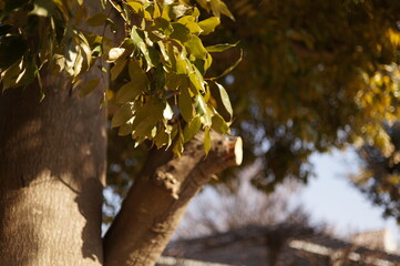 日を浴びる木の葉