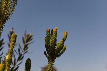 冬の花咲く植物