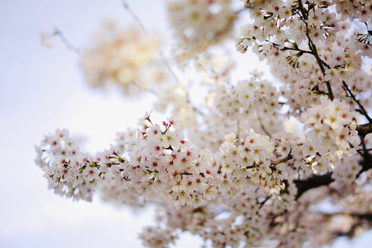 Sakura around the Nanzenji Temple including the famous keage incline.Night sakura,yozakura.