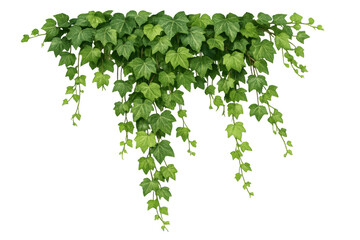 Fototapeta premium Lush green ivy climbing plant foliage with hanging creeper vines, creating a natural border on transparent background