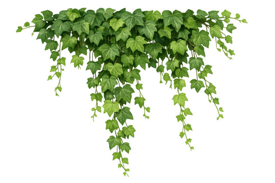 Lush green ivy climbing plant foliage with hanging creeper vines, creating a natural border on transparent background