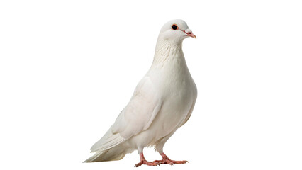 Fototapeta premium White bird stands on ground isolated on transparent background cut out