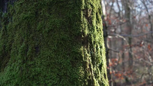Moss covered tree trunk, up-close close up nature vegetation forest
