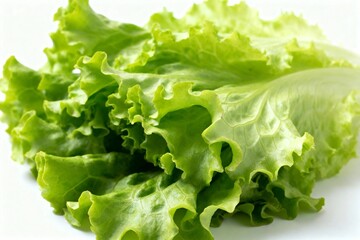 Organic Green Leaf Lettuce Isolated on White Background