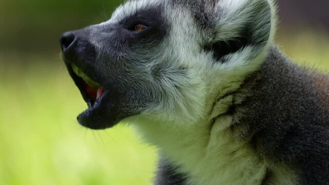 Close up shot of a ring-tailed lemur (Lemur catta) munching onf food.