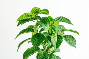 Kratom plant bush with vibrant green leaves showcasing lush foliage and natural textures, ideal for educational purposes and botanical studies