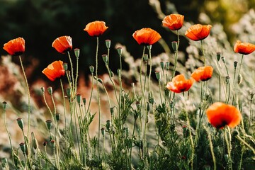 A field of poppy plants showcases vibrant red capsules and lush green stems, illuminated by soft sunlight, creating a tranquil and picturesque scene of nature's beauty