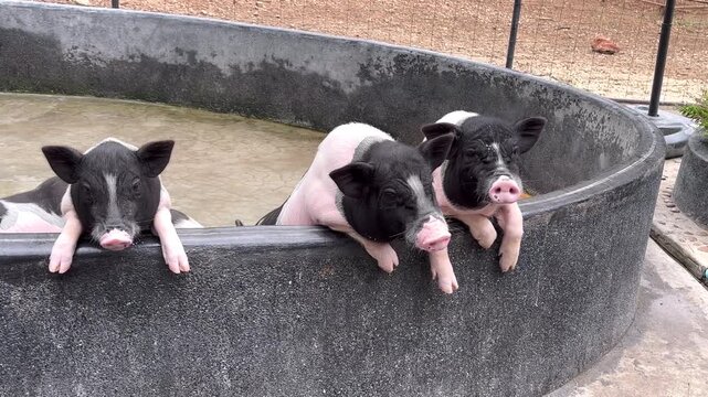 Group of mini pigs exploring together