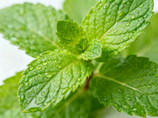 Fresh Mint: Top View with Water Droplets