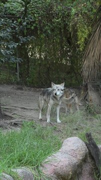  PACK OF MEXICAN WOLVES (Canis lupus baileyi) HOWLING IN THE FOREST