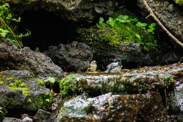 水浴びするキクイタダキ, キクイタダキ科,
Goldcrest, Regulus regulus, 
ヒガラ, シジュウカラ科,
Coal Tit, Periparus ater Linnaeus, 
山梨県富士吉田市大洞の水場-2025
山中湖の別荘地内にある水場。
崖から美しい清水が湧くポイントで、古くから登山者が水を飲んだり、野鳥が水浴びをしたりする。
