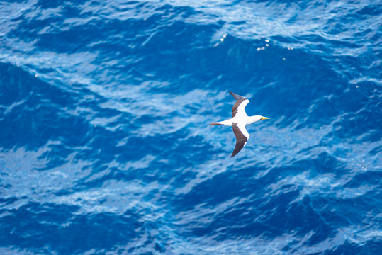 Booby seabird gliding above calm blue ocean, top view of marine wildlife in natural tropical environment.