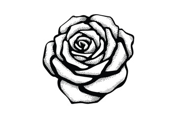 Detailed black and white illustration of a single blooming rose flower