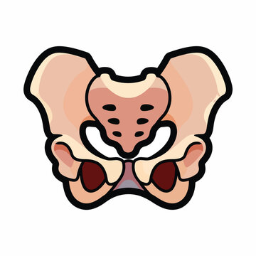 Pelvic bone anatomy illustration