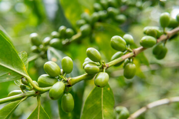 Close up of raw green coffee berries on branch. Authentic agricultural photography of young coffee beans in natural tropical plantation environment.