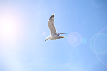 Obraz premium A seagull with wings spread in the blue sky. A symbol of freedom. A bird flies between the sunlight and the lens flare. A seagull that moves with determination or patience. 