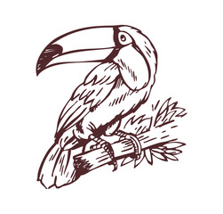 Fototapeta premium Hand-drawn monochrome illustration of a toucan.