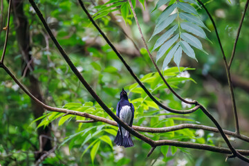 水浴びするオオルリ, Blue-and-white Flycatcher, Cyanoptila cyanomelana, ヒタキ科,
山梨県富士吉田市大洞の水場-2025
山中湖の別荘地内にある水場。
崖から美しい清水が湧くポイントで、古くから登山者が水を飲んだり、野鳥が水浴びをしたりする。
