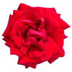 red rose isolated on white
