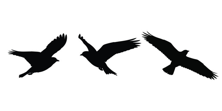 Flat minimalist flock of three flying birds silhouette icon in black, wings spread dynamically.