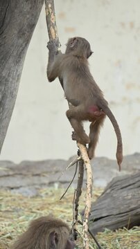 SMALL BABOON HANGING FROM A BRANCH