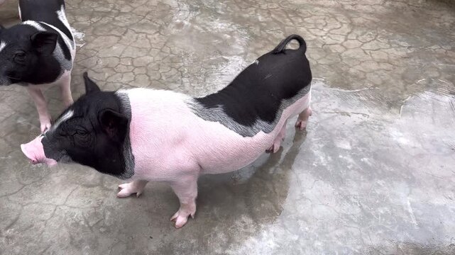 Group of mini pigs exploring together