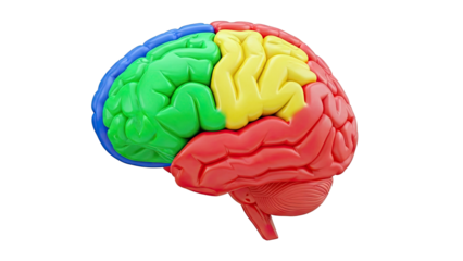 Colorful 3D Brain Model with Lobes Highlighted