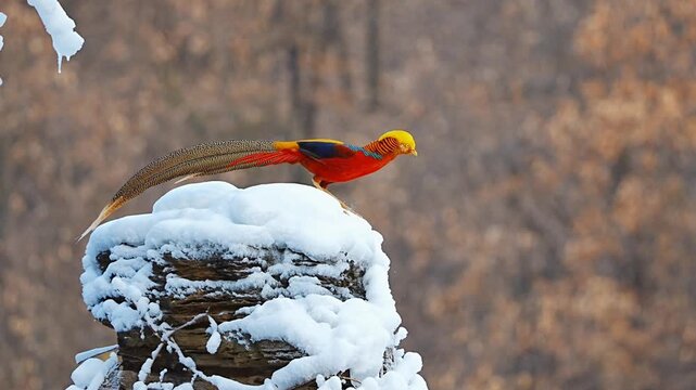 Golden pheasant landing on snow in winter forest