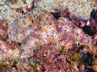 ワモンダコ, Big Blue Octopus, Octopus cyanea, マダコ科,
他。
ヒリゾ浜南伊豆町中木
静岡県伊豆半島-2025
日本有数のシュノーケリングスポット。
夏の数カ月間だけ渡し船で行ける。
水質透明度魚影が素晴らしい。
