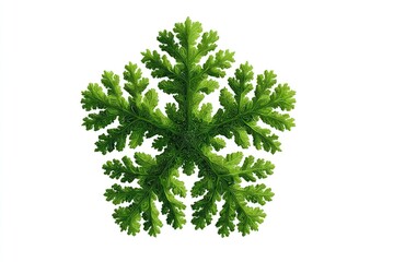 A vibrant, intricate green plant arranged in a star-like form, isolated on a clean white background