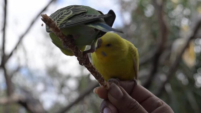 Beautiful Australian parakeets eating birdseed.