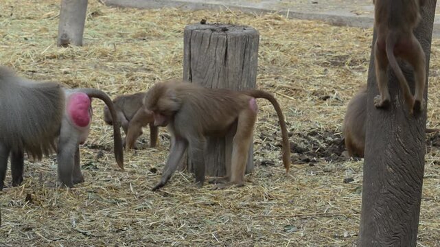 group of baboons in their natural habitat.