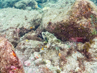 サザナミフグ,  White-spotted puffer, Arothron hispidus, フグ科, 他。 ヒリゾ浜南伊豆町中木 静岡県伊豆半島-2025 日本有数のシュノーケリングスポット。 夏の数カ月間だけ渡し船で行ける。 水質透明度魚影が素晴らしい。  © d3_plus