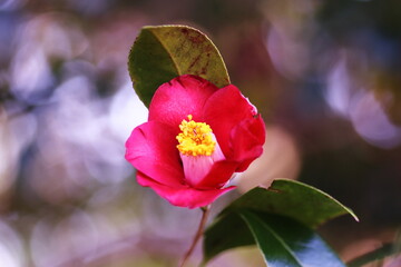 Obraz premium 赤い椿の花